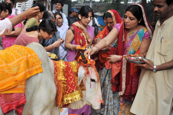 Le festival Gopastami, qui commémore le Seigneur Krishna devenant un vacher, amène les fidèles à préparer la nourriture et à offrir des rituels religieux aux vaches. Photo NOAH SEELAM/AFP/Getty Images.