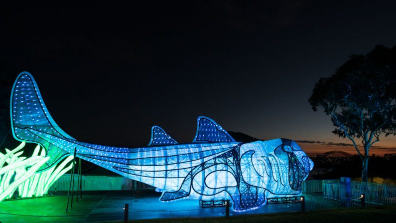 L’installation à Port Jackson Shark d'une des sculptures animales géantes de 20 mètres illuminées exposées au Zoo de Taronga, à Sydney, en Australie. Photo par Mark Kolbe / Getty Images.