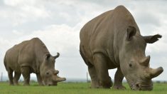 Premiers embryons de rhinos in vitro, espoir pour une espèce quasi éteinte