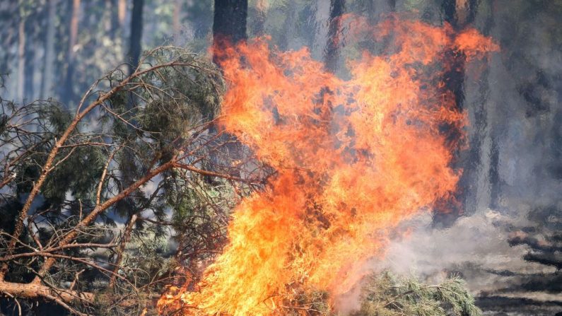 Prise le 4 juillet 2018, cette photo montre un arbre qui brûle lors d'un feu de forêt à Serno, en Allemagne. Photo JAN WOITAS / AFP / Getty Images.