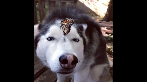 À l’atterrissage d’un papillon sur son nez, un chien husky a une réaction adorable