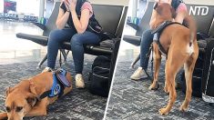 Un chien d’assistance se met à aider une femme qui fait une crise de panique dans un aéroport, et c’est magnifique
