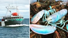 Un homard très rare de couleur pastel a été pêché au large de l’île de Grand Manan, cela arrive à 1 individu sur 100 millions