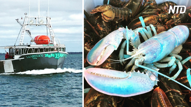 Un homard très rare de couleur pastel a été pêché au large de l'île de Grand Manan, cela arrive à 1 individu sur 100 millions