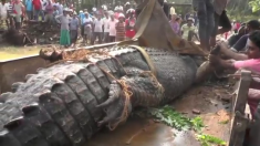Des villageois utilisent une pelleteuse pour immobiliser un crocodile de 5 mètres avant de le relâcher dans l’étang