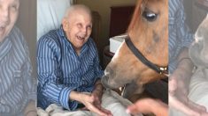 Un cheval dans une maison de retraite : les résidents sont tout sourires après avoir assisté à une thérapie équine