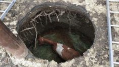 Un cheval est sauvé d’un trou souterrain de 5 mètres, après que le sol s’est ouvert, le faisant « disparaître »
