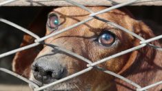 Congelés, incinérés, maltraités : des animaux suppliciés découverts dans un logements marseillais
