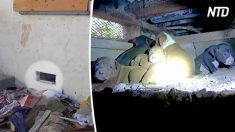 Une famille errante de pit-bulls se cache sous une maison abandonnée – mais regardez comment ces sauveteurs audacieux les trouvent!