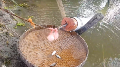 Cet homme utilise un simple tuyau en plastique, du bois et une ficelle pour pêcher le poisson