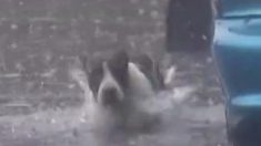 Un secouriste bénévole sauve un chien des inondations intenses et forme un lien étonnant avec lui