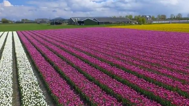 Aux Pays-Bas, des images aériennes montrent des champs de tulipes et des moulins à vent, c’est resplendissant !