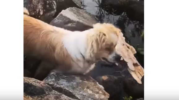 Un chien aveugle transporte du bois qui flotte, il est tout simplement impressionnant !