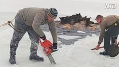 Sauvetage courageux : La population locale mène une course contre la montre pour créer une voie navigable afin de sauver des élans piégés dans un lac glacé