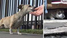 Une chienne a mis bas dans une cour de chargement – mais attendez de voir où ils ont trouvé ses chiots!