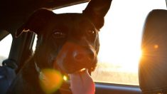 Nantes : 11 chiens sont laissés 4 jours dans une camionnette en plein soleil
