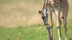 Les premiers pas de bébé girafe, peut être la chose la plus mignonne que vous verrez de la semaine
