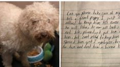 Un caniche négligé est abandonné à l’extérieur d’un refuge pour animaux avec une lettre désespérée