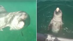 Des plaisanciers filment un dauphin nager jusqu’à eux – mais quand il s’approche et ouvre la bouche, c’est incroyable!