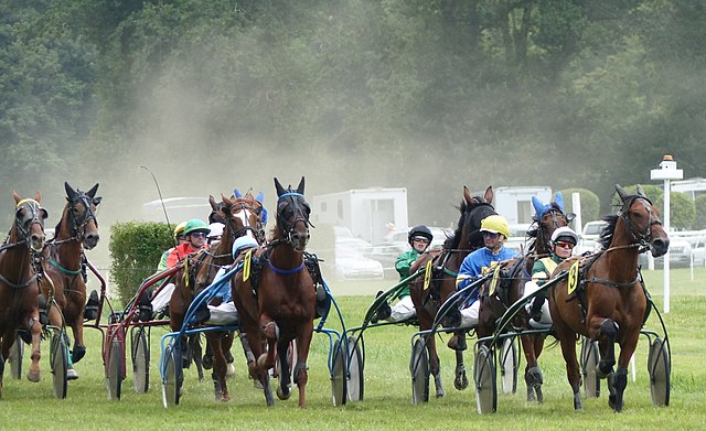 Le trotteur français est une race chevaline issue des anciennes races de chevaux carrossiers normands et sélectionnée uniquement pour les courses de trot. Photo d’Amélie Tsaag Valren Wikipédia 