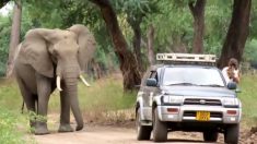 Cet éléphant avait reçu une balle dans la tête tirée par un braconnier – mais il s’est quand même approché des humains pour leur demander de l’aide