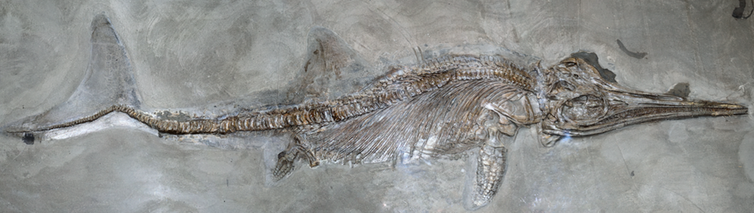 Ichtyosaure de Holzmaden (Jurassique inférieur, -180 Ma), (Allemagne. Sylvain Charbonnier)
Sylvain Charbonnier)