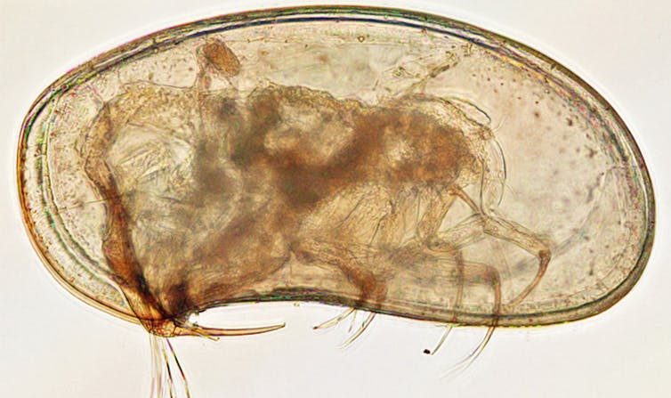 
Ostracode vivant d’environ 0,6 mm de longueur, appartenant au genre Anchistrocheles Brady & Norman, 1889, collecté au large des côtes du Japon
Hayato Tanaka, (Author provided)