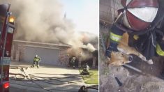 La caméra portable du pompier montre le sauvetage spectaculaire d’un chien en cage lors d’un incendie