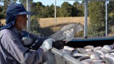 Chili : crainte de crise environnementale après la fuite de 690 000 saumons traités aux antibiotiques