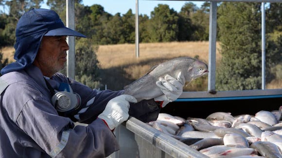 Chili : des saumons nourris aux antibiotiques ( Gettyimages)