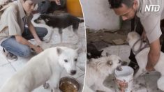 Des restes de nourriture étaient le seul espoir de survie de trois chiens sans-abri jusqu’à ce qu’un groupe de sauveteurs agisse