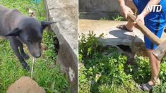Sauvetage touchant : un chien fait venir un homme à l’égout pluvial pour l’aider à sauver ses chiots