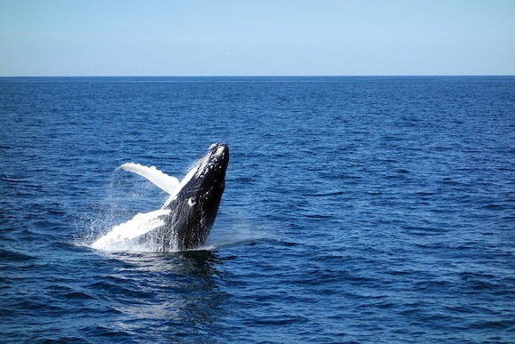 Rorqual ou baleine de Mike pourra désormais vivre en paix en Islande (Photo Pixabay)