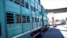 Canicule : une association demande l’arrêt des longs transports d’animaux d’abattoir