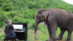Une éléphante aveugle et agitée apprécie l’interprétation de Bach jouée au piano et commence à « danser »