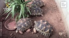 La police espagnole a fermé la plus grande ferme illégale de tortues en Europe