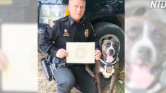 Une femelle pit-bull hyperactive devait être abattue, mais heureusement, elle a été recrutée pour l’entraînement des « super canins policiers »