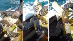 Des plaisanciers trouvent cette pauvre tortue coincée dans un contenant de plastique – puis quelqu’un saisit immédiatement son couteau