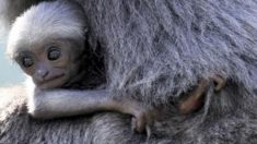 Exceptionnel – Un bébé gibbon cendré fait ses débuts au zoo de Prague