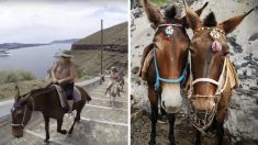Victimes du poids des touristes, les ânes de l’île de Santorin seront désormais protégés de la surexploitation