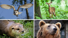 Êtes-vous loutre, faucon, ours ou castor? Découvrez votre signe astrologique amérindien