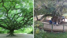 Découvrez 5 « arbres remarquables » de France – nous avons un patrimoine incroyable !