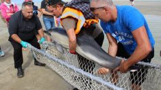 Une opération de sauvetage qui se termine bien pour le dauphin Echo