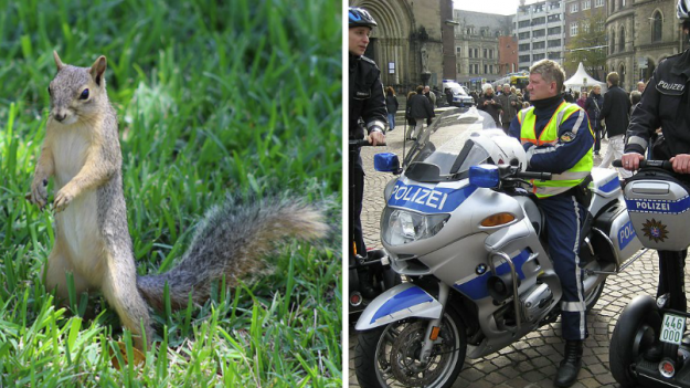 Un homme s’est senti menacé au point d’appeler la police : « Au secours, je suis poursuivi par un écureuil ! »