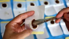 Un hôpital chinois reçoit une simple tape sur les doigts pour avoir profité de la médecine traditionnelle chinoise en contrefaçon