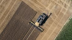 Flambée du blé et des céréales : pas de panique pour la sécurité alimentaire, selon les experts