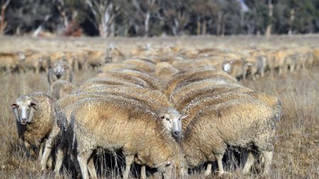 Les éleveurs australiens face à la pire sécheresse en « plus de 50 ans »