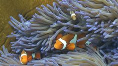 La France veut protéger les coraux des produits chimiques toxiques