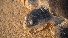 Plus de trois cents cadavres de tortues ont été trouvés dans le Pacifique mexicain