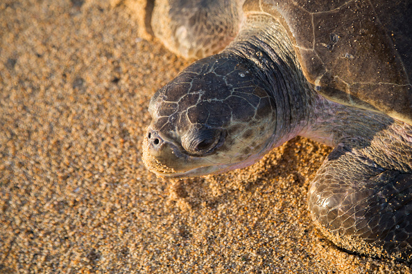Plis de 300 tortues Golfina (Lepidochelys olivacea)  sont mortes dans le Pacifique mexicain.(Photo : ENRIQUE CASTRO/AFP/Getty Images)